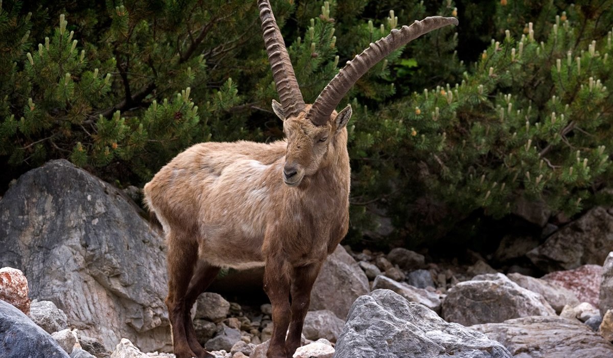 Herrliche Natur mit großartigr Fauna und Flora erleben - Copyright © Herbert Raffalt